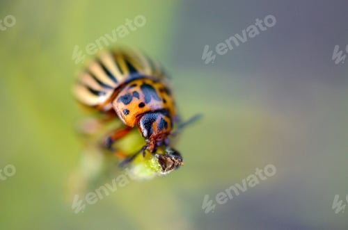 Preview: Colorado potato beetle Leptinotarsa decemlineata crawling on potato leaves