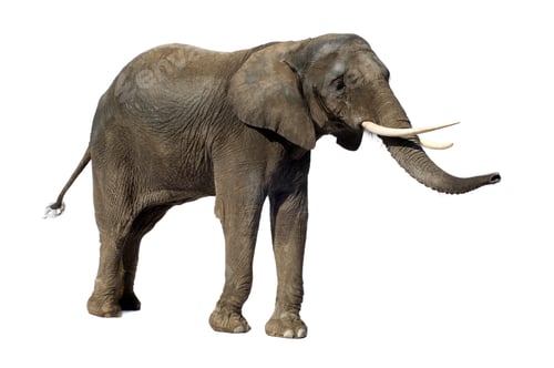 Preview: Elephant
