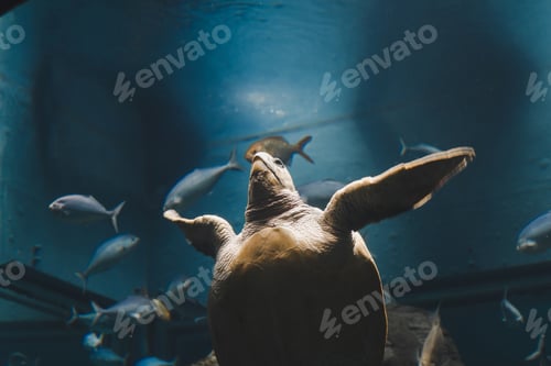 Preview: Turtle in the glass cabinet aquarium.