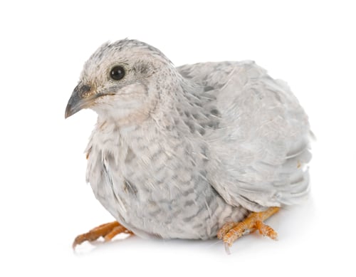 Preview: King quail in studio