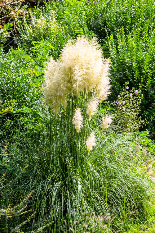 Preview: Miscanthus grass ion sunny autumn day