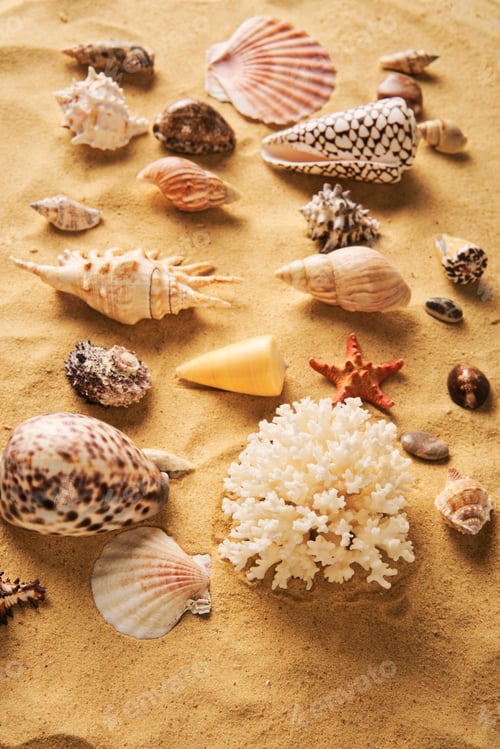 Preview: Collection of different seashells and starfish on sandy beach background