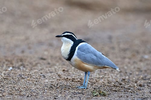 Preview: Egyptian plover (Pluvianus aegyptius)