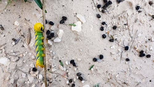 Preview: Caterpillar Acherontia atropos, Death's head hawkmoth, found on the Mediterranean coast on a tree.