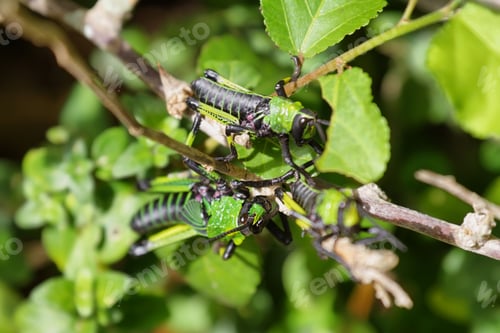 Preview: Green and black grasshopper