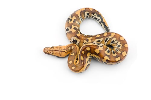 Preview: Sumatran Short Tail Python isolated on white background