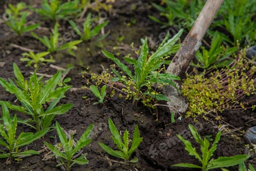 Preview: Digging up the weed sow thistle in the garden. Selective focus.