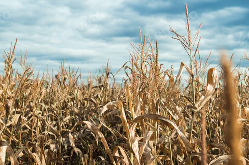 Preview: dry corn field nature background