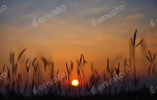 Preview: Grass with sky in the sunset