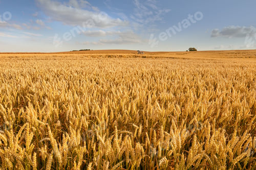 Preview: Harvest