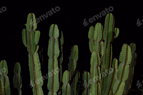 Preview: Cactus against black background