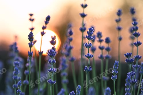 Preview: Stems of purple lavender in a field with golden sunset in the background