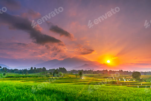 Preview: indonesia beauty landscape paddy fields in north bengkulu natural beautiful morning view from asia