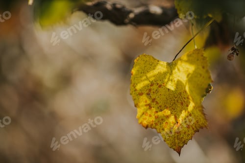 Preview: Closeup shot of a yellow fall leaf with blurred background