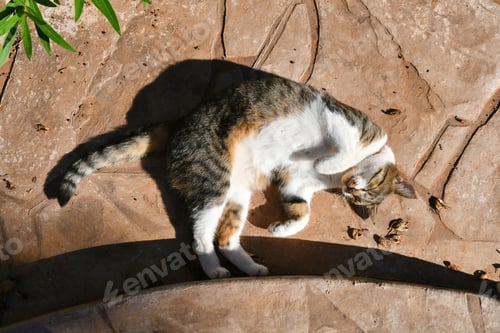 Preview: Cat in the sun. Happy tabby cat sleeping on the ground.