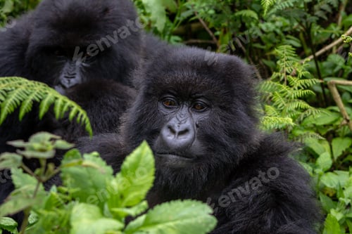 Preview: A group of mountain gorillas in Rwanda