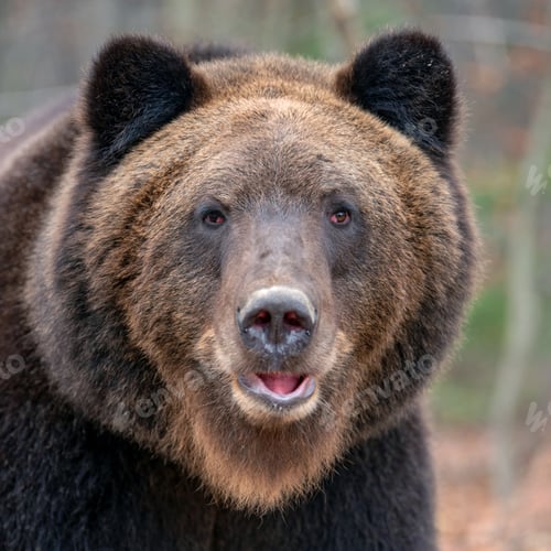 Preview: Portrait bear in autumn forest