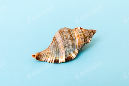 Preview: Beach seashells on colored background. Mock up with copy space