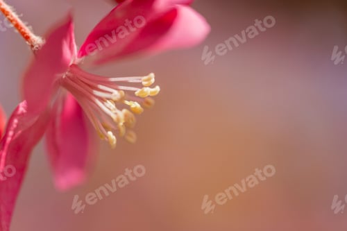 Preview: Pink flower background