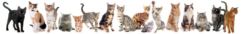 Preview: group of cat