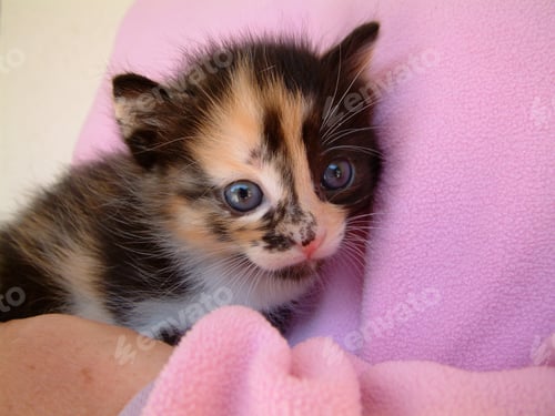 Preview: Kitten cuddles