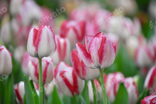 Preview: Springtime and tulips 🌷 my favorite flower at my favorite time of year