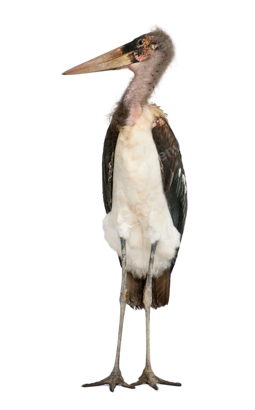 Preview: Marabou Stork Standing Tall on a White Backdrop