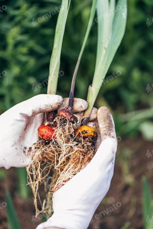 Preview: hands holding gladiolus flower bulb onion before planting