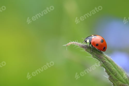 Preview: nature, green, beetle, ladybug, macro, insect, red, summer, bug, garden, leaf, background, ladybird,