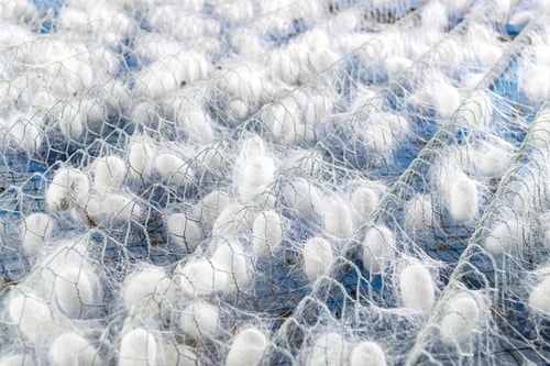 Preview: white silk cocoon, silky, fiber