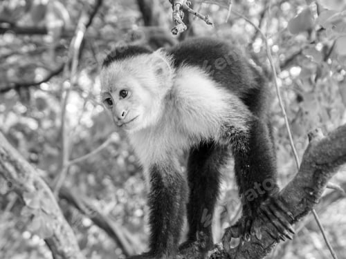 Preview: Capuchin monkey sitting on a tree in the jungle in grayscale