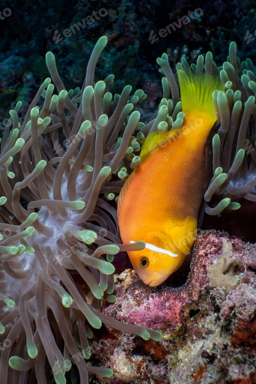 Preview: Anemonefish guarding eggs