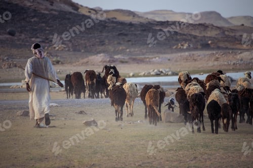 Preview: Shepherd from Asian Egypt, with his flock in the Sudan desert