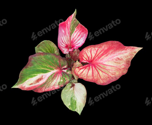 Preview: Beautiful colorful caladium on Black background isolate with clipping path. Queen