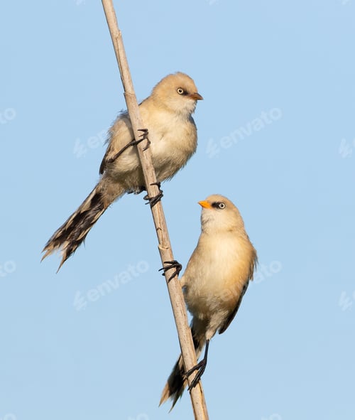 Preview: Bearded reedling, Panurus biarmicus. A young female and male sit on a reed stalk on a riverbank