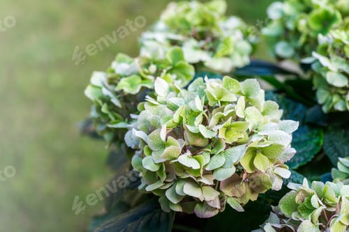 Preview: Green Hydrangea Flowers in the Garden