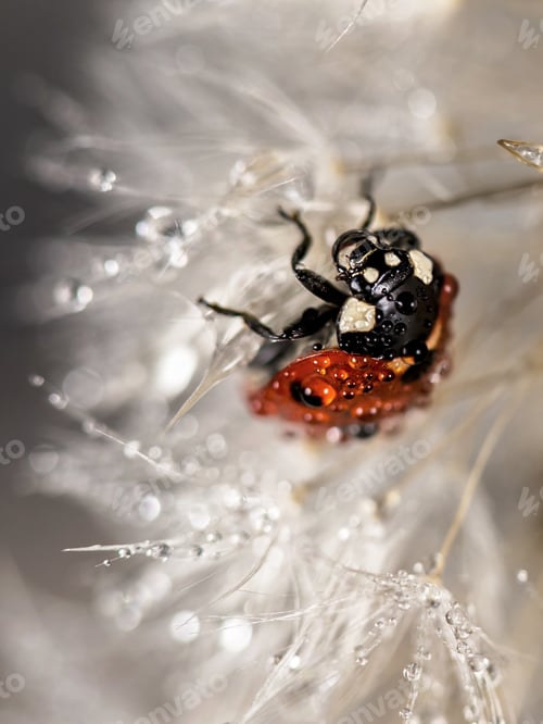 Preview: Ladybug in dandelion dew drops