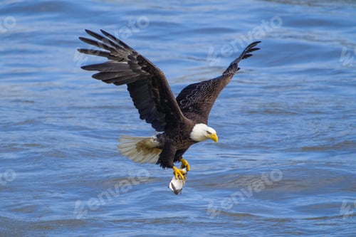 Preview: Breathtaking shot of a bald eagle in flight fishing