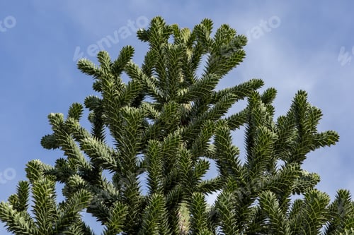 Preview: branches of the araucaria tree against the sky