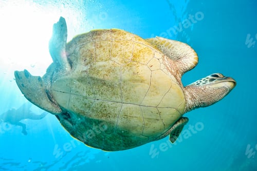 Preview: green turtle in the great barrier reef