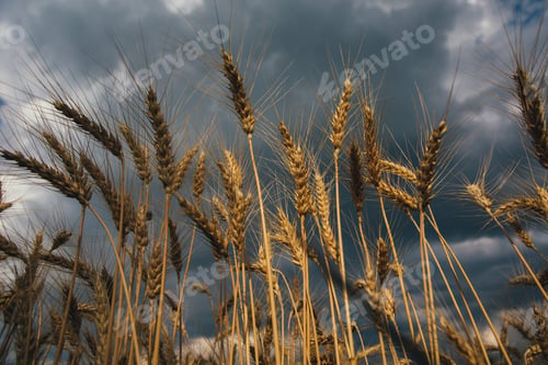 Preview: Landscape of wheat field at sunset after rain.