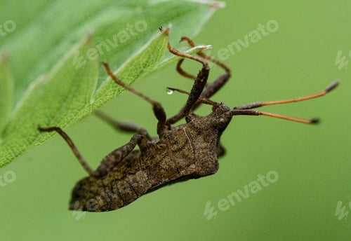 Preview: A bug under green leaf