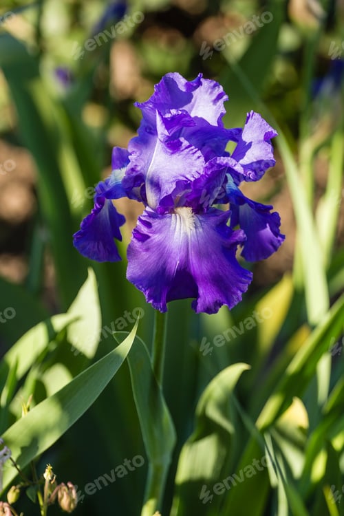 Preview: Flower of the iris in the garden in the glare of the setting sun