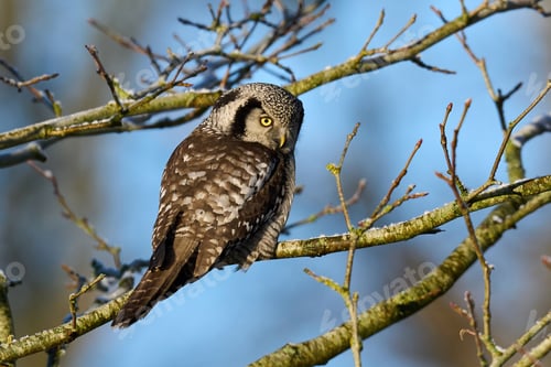 Preview: Northern hawk owl (Surnia ulula)