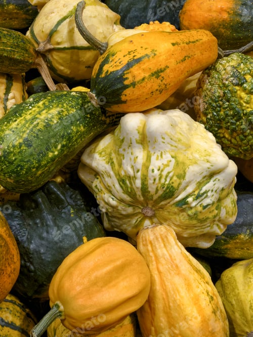 Preview: Group of assorted multicolor decorative pumpkins