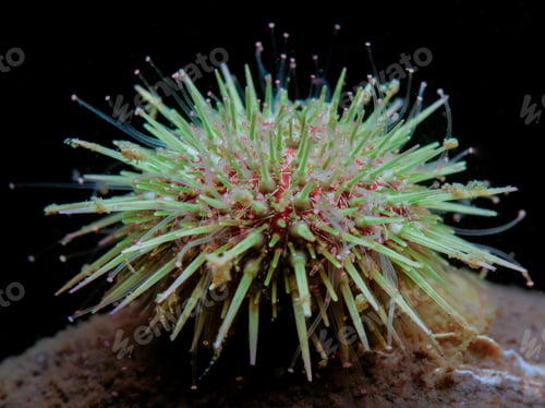 Preview: Green sea urchin