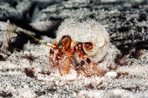 Preview: Hermit Crab Wanders the Sandy Seabed of the Red Sea