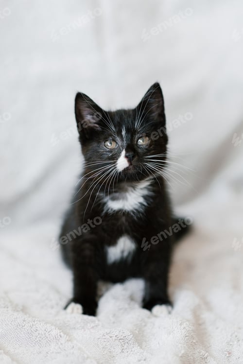 Preview: Cute Black with white spots little cat sitting on the couch