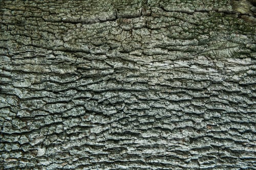 Preview: Bark of tree pine closeup. Natural texture