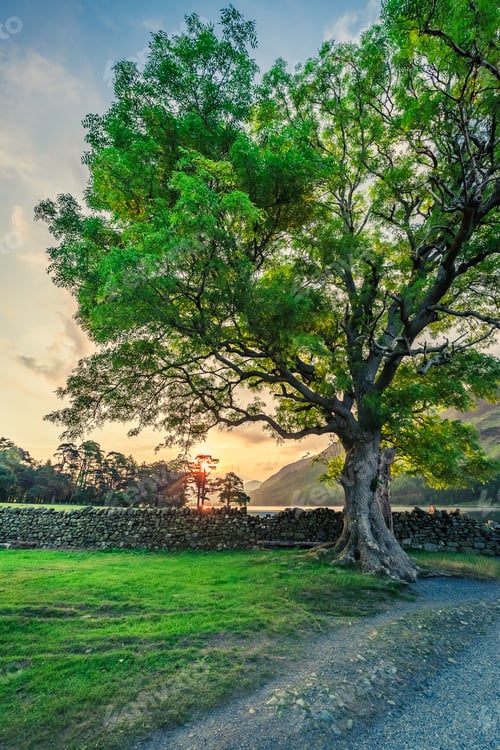Preview: Green field with big tree in District Lake, England